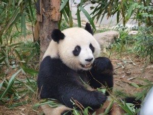 Chengdu Chiny panda