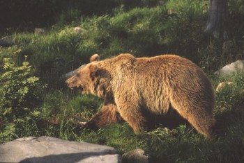 Brown bear (Ursus arctos); Finland